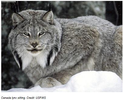 Protecting the Canada Lynx  Vermont Law and Graduate School